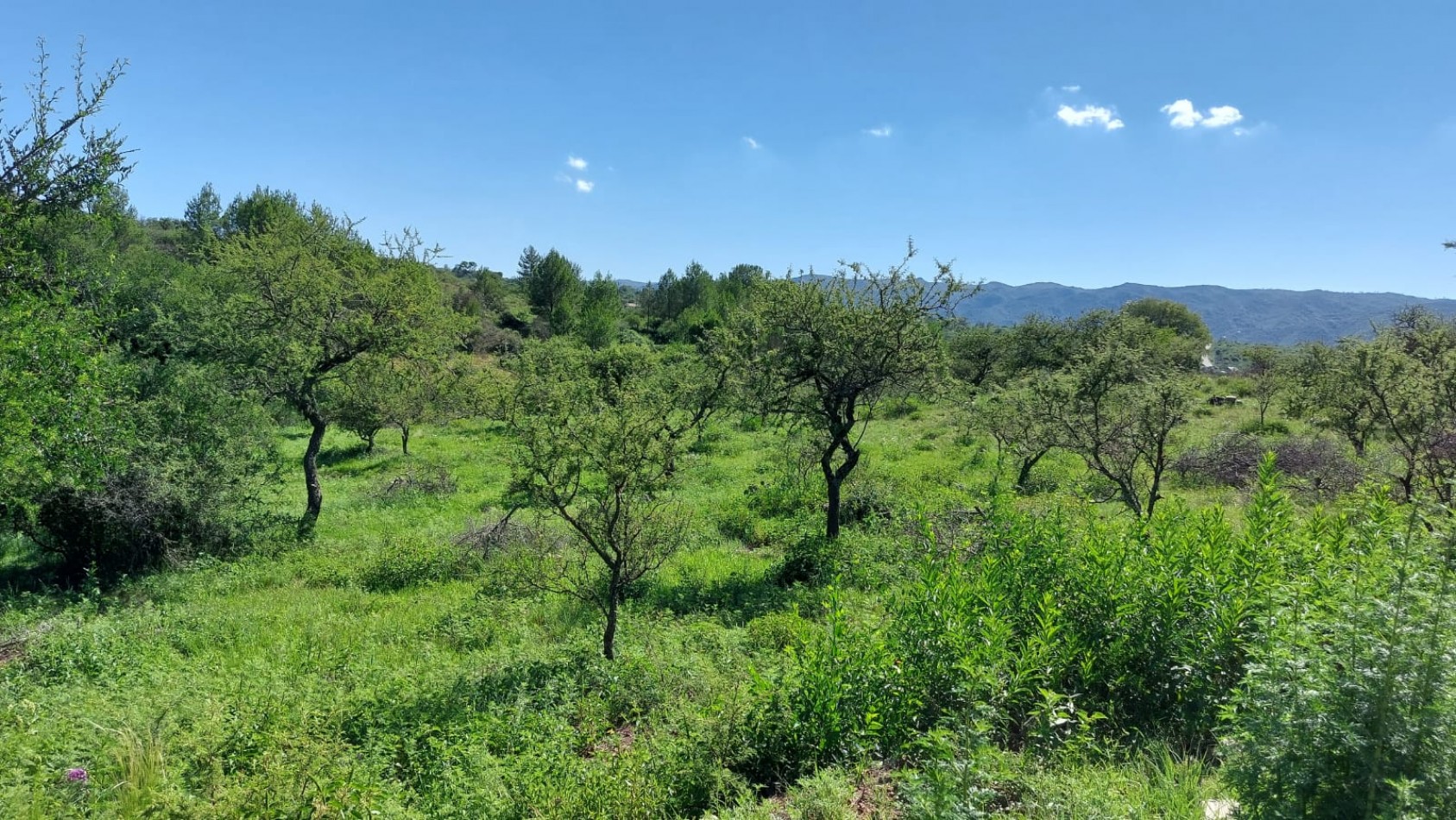 Importante lote para inversion